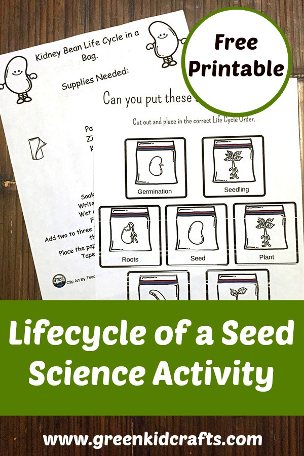 Seed Life-Cycle Science Activity - Green Kid Crafts